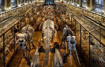 Muséum national d'Histoire naturelle - la fiesta paella traiteur paella géante